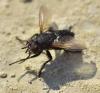 Voria ruralis